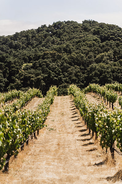 2021 Cabernet Sauvignon